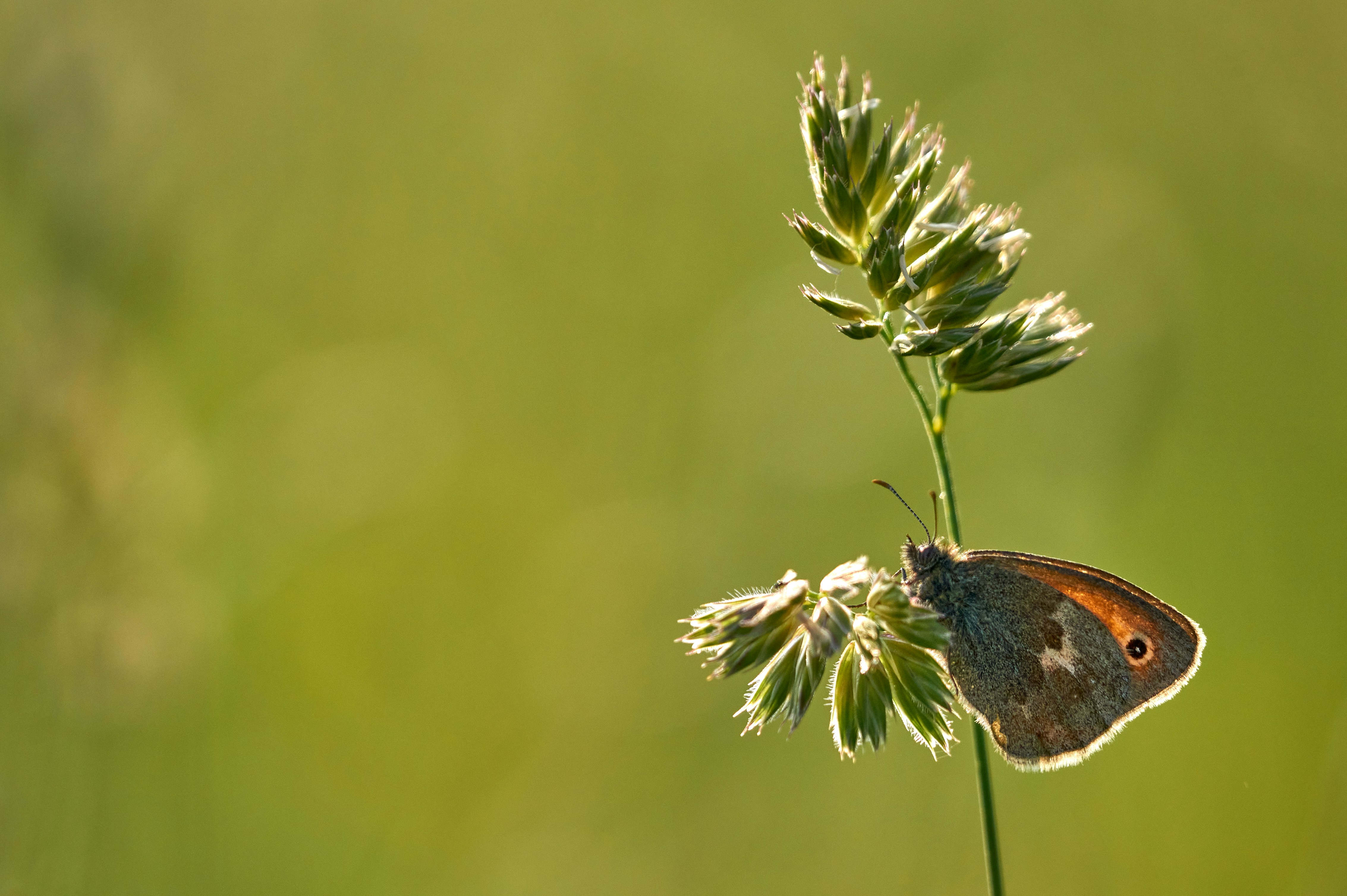 Photo by Wolfgang Hasselmann on Unsplash, How to lose weight, How to lose weight without dieting, How to lose weight without diets, How to lose weight and keep it off, How to lose weight sustainably, Weightloss without rollback, Weightloss without reversal, Weight loss without diet and exercise, Weight loss without dieting or working out, Intuitive eating, Mindfull eating, Healthy plate, Balanced plate, Healthy eating plate, Plate for health
