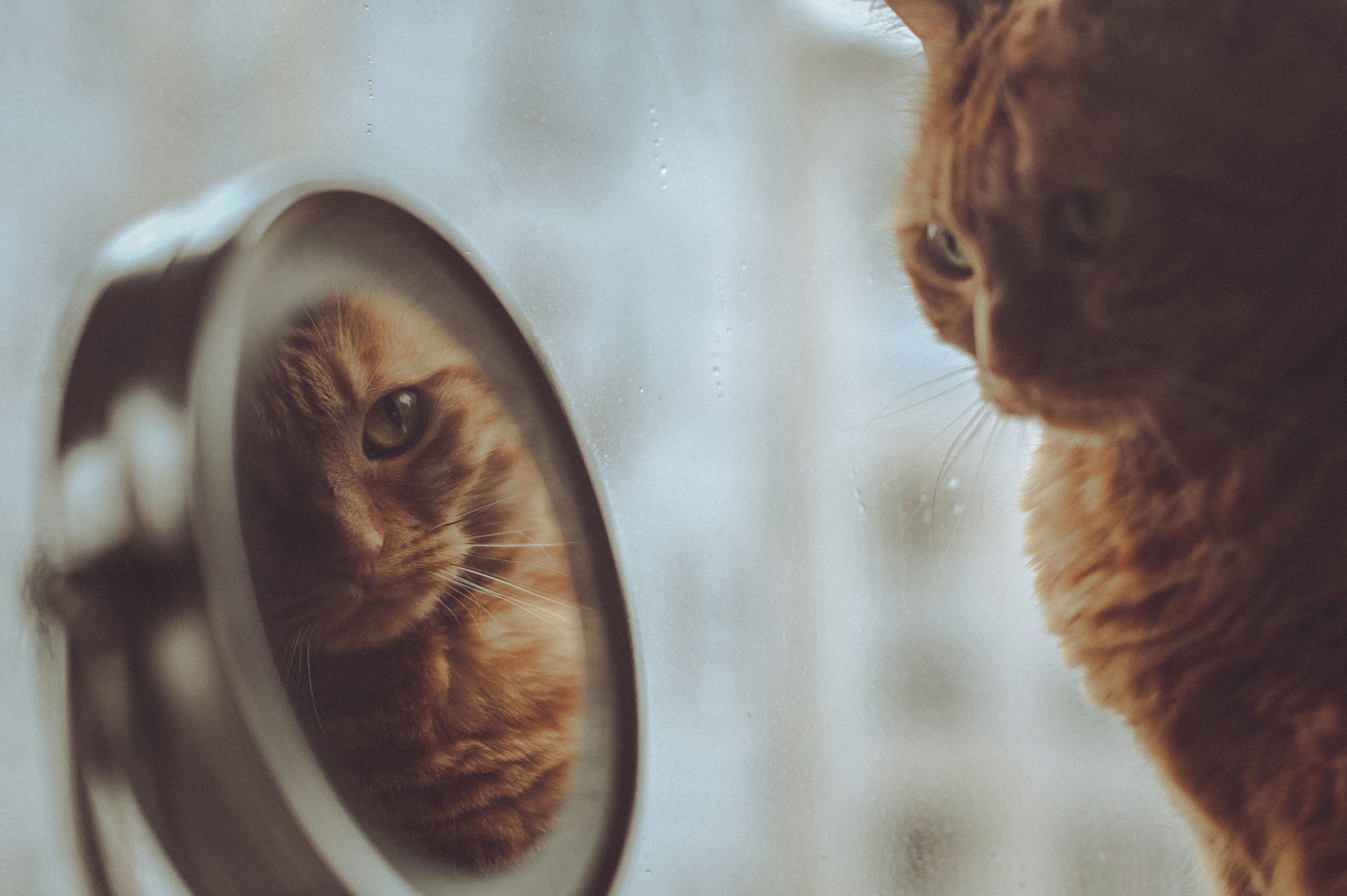 Photo by Gaelle Marcel on Unsplash, weight and self-esteem, how to lose weight without dieting, psychology of excess weight, psychology of obesity, psychology of weight loss, anxiety and weight, sychologist's tips,psychologist's tips for weight loss, mental health advice,  what prevents weight loss, why can't I lose weight